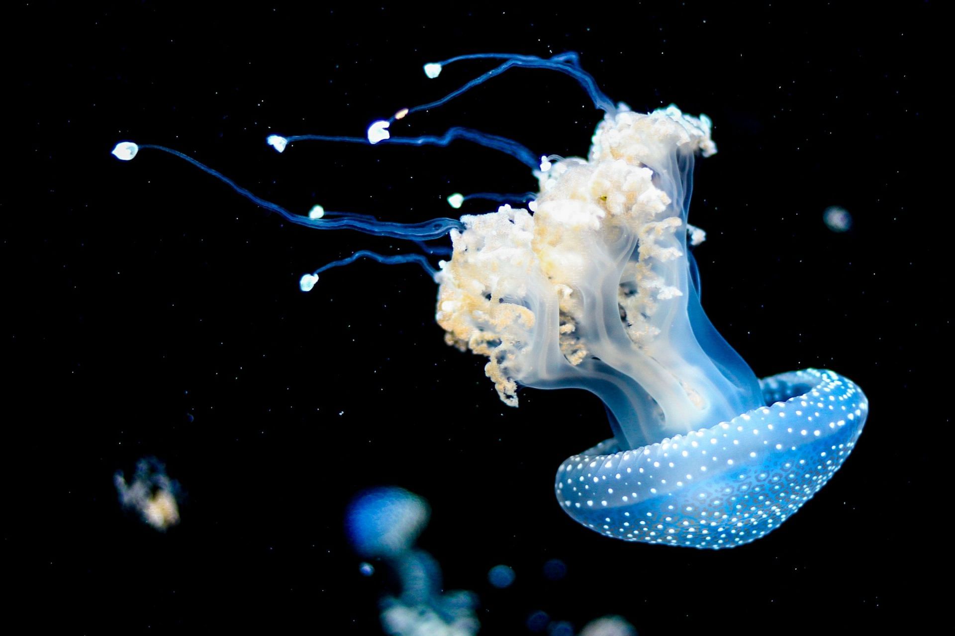 Jellyfish behaviour depends on visual inputs. (Image via Unsplash/Tavis Beck)
